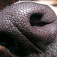 Illustration for article titled What Happens When Your Sense of Smell Gets Twisted?